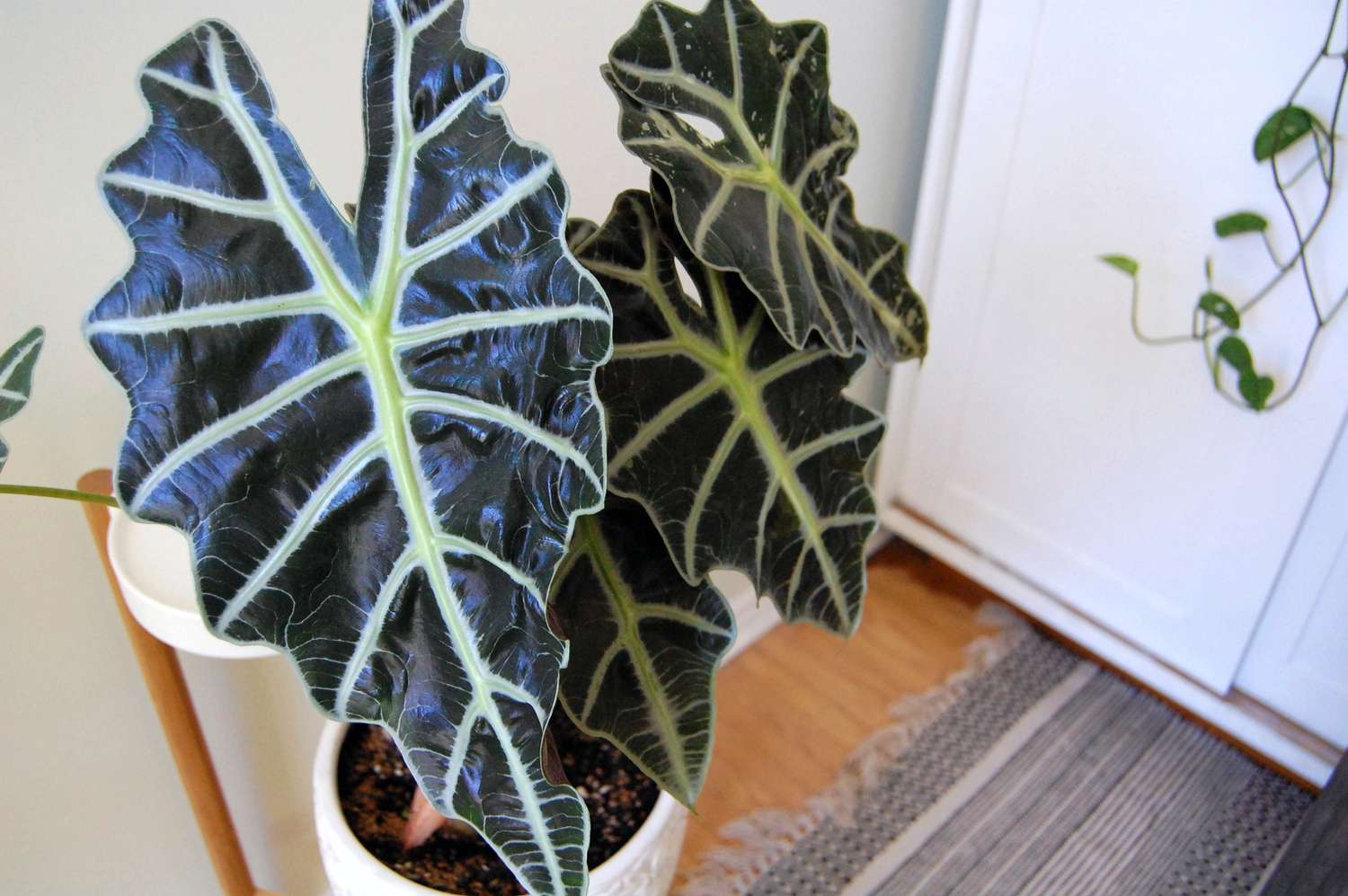 How to Care for Alocasia Plant