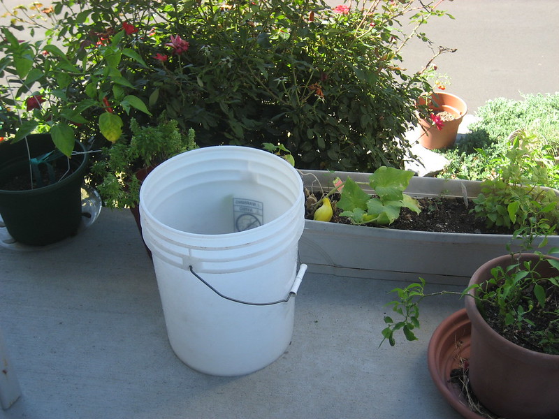 Can you Grow Carrots in a 5-Gallon Bucket?