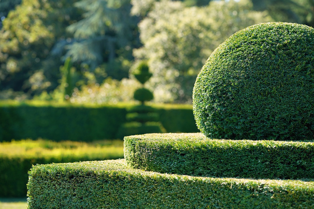 How to Make Hedges Grow Thicker