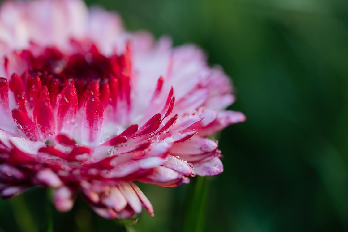 Cheap Perennials Flowers for Your Garden: Add Beauty without Breaking the Bank