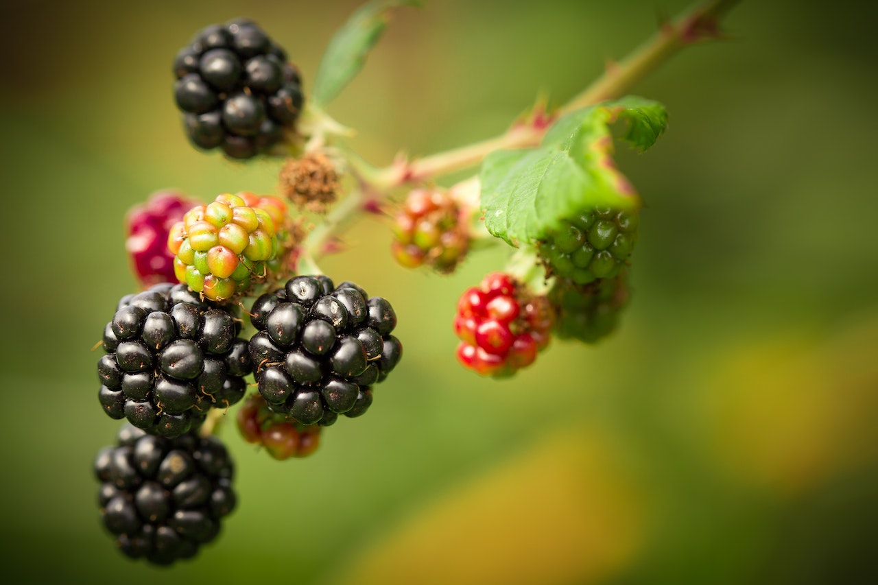 Best-Tasting Thornless Blackberry