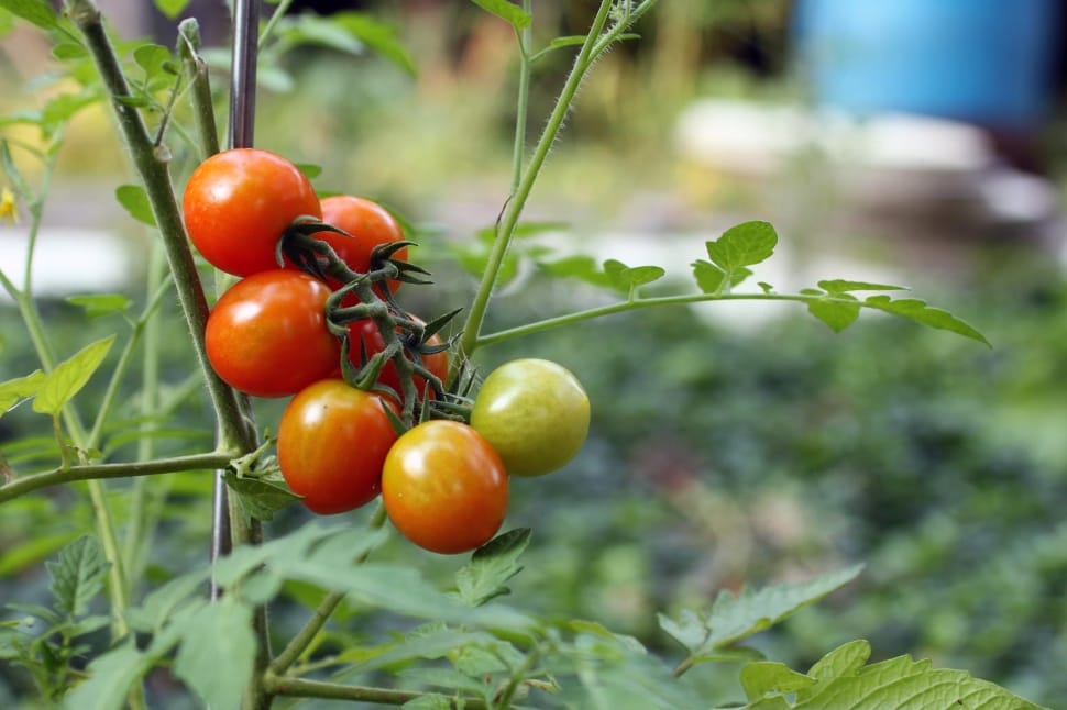 What are the Signs of Overwatering Tomato Plants