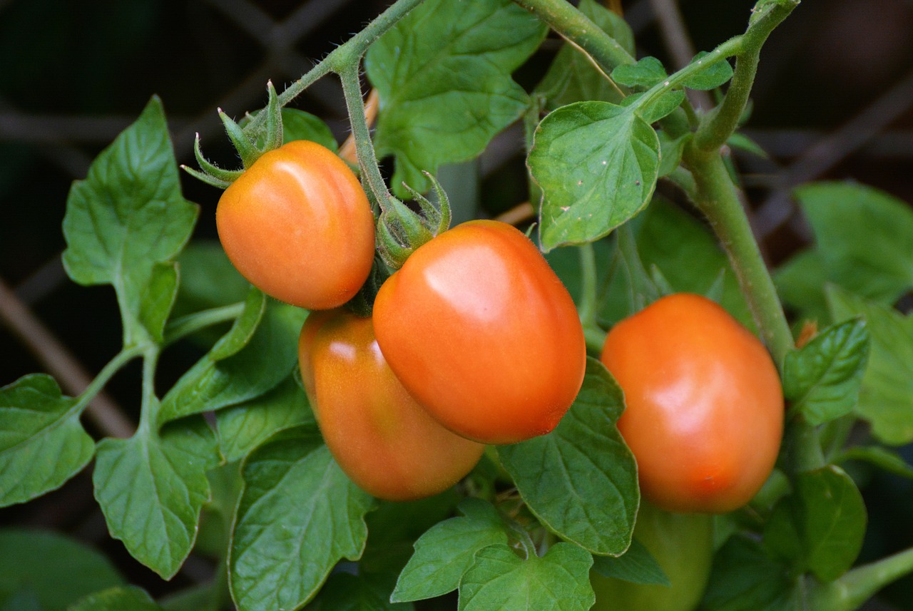 Planting Roma Tomatoes