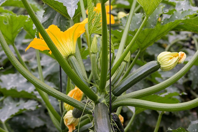 How Big Do Zucchini Plants Grow? Exploring the Unique Growth Patterns of This Versatile Vegetable