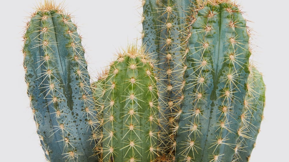 Does Cacti Need Sun?