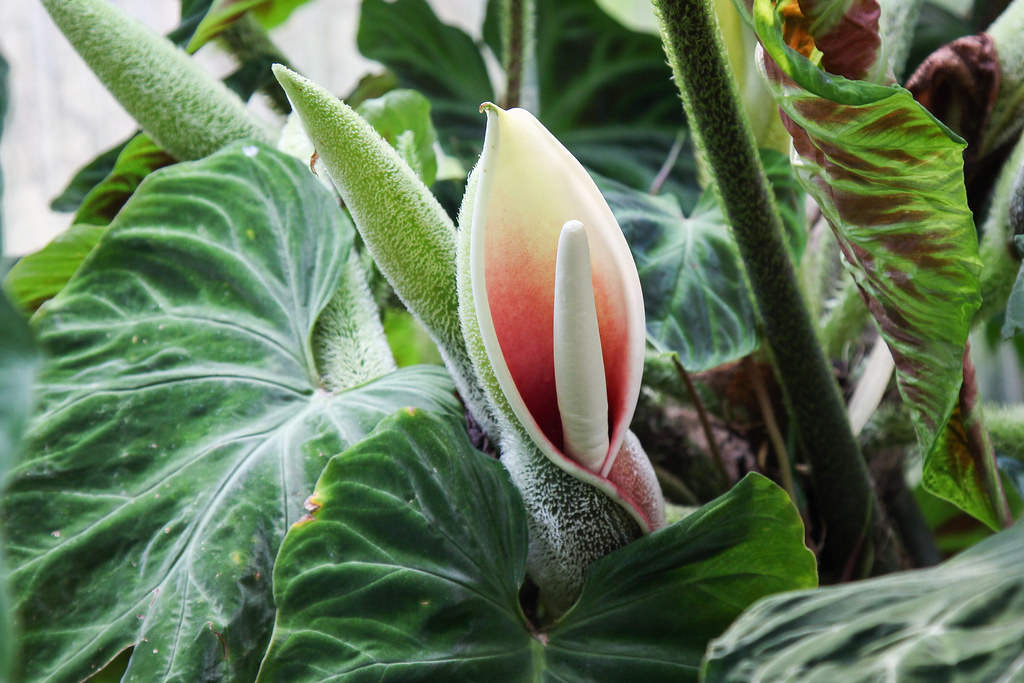 Philodendron Flowering: Everything You Need to Know